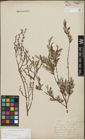 Foto von Salix repens subsp. incubacea (L.) A. Neumann